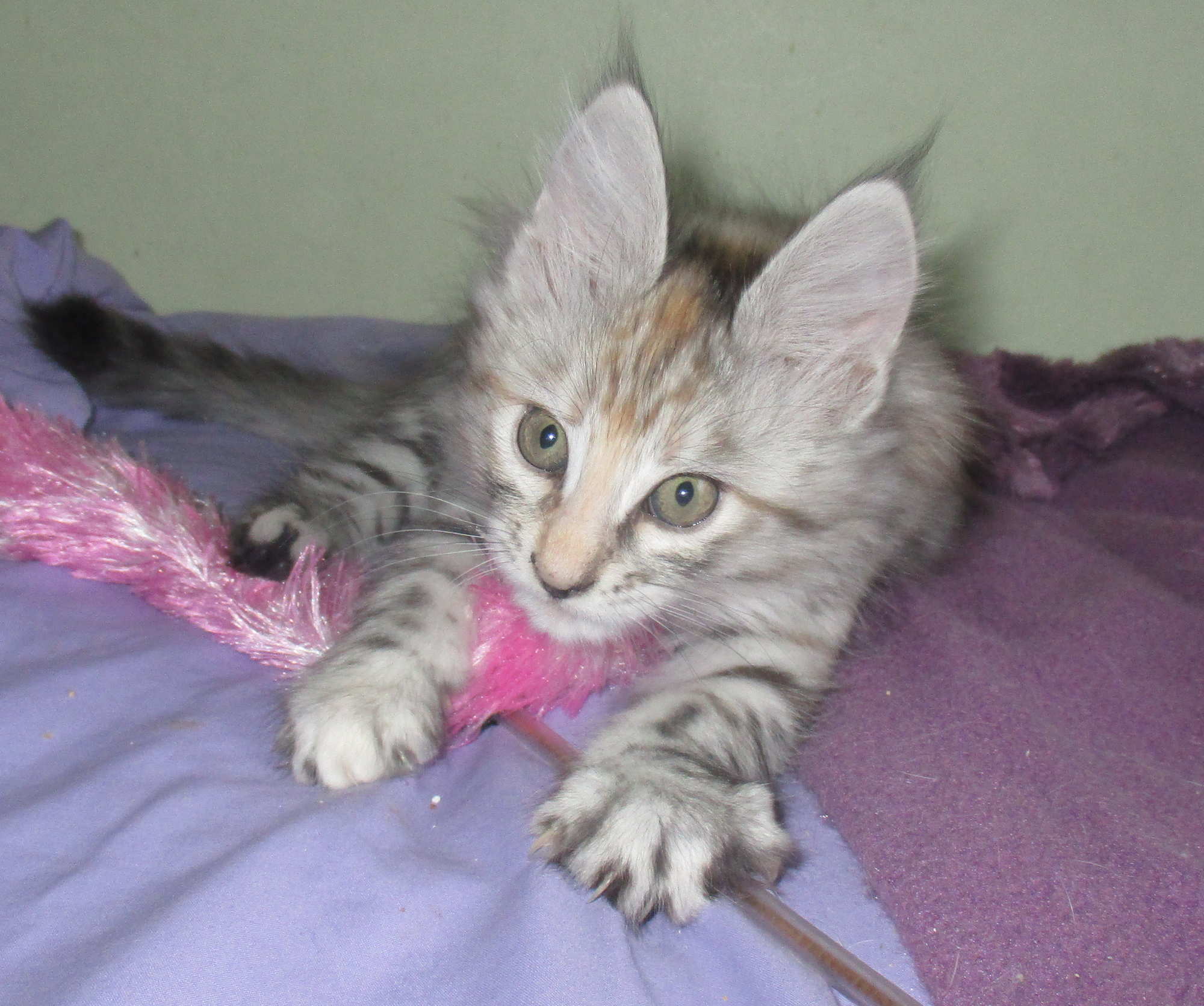 holiday 9 weeks