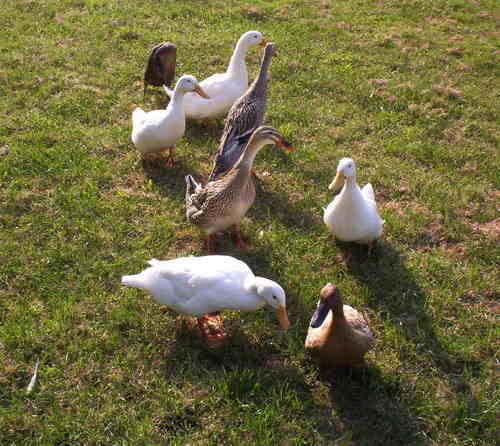 ducks