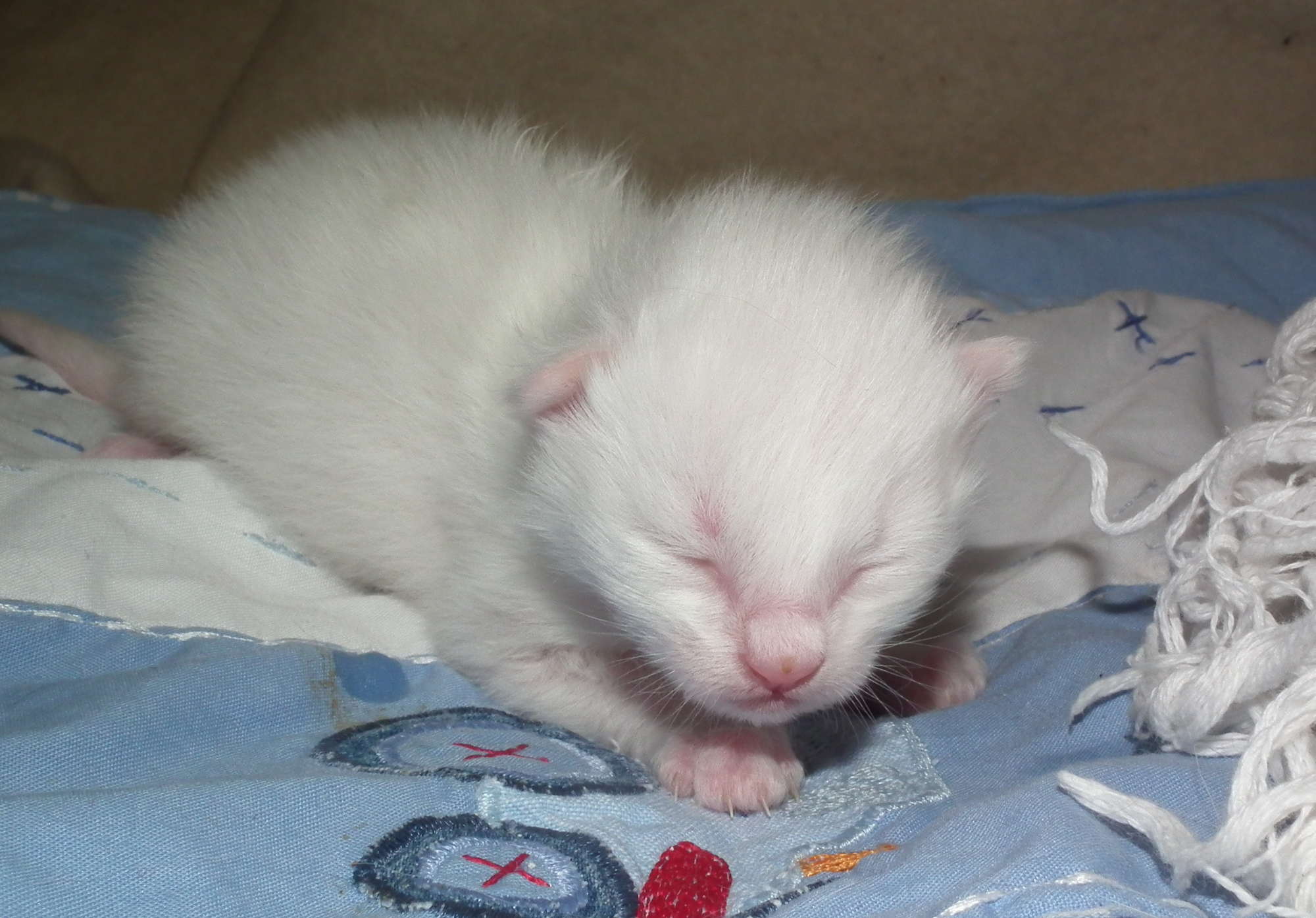 love me tender 1 week *