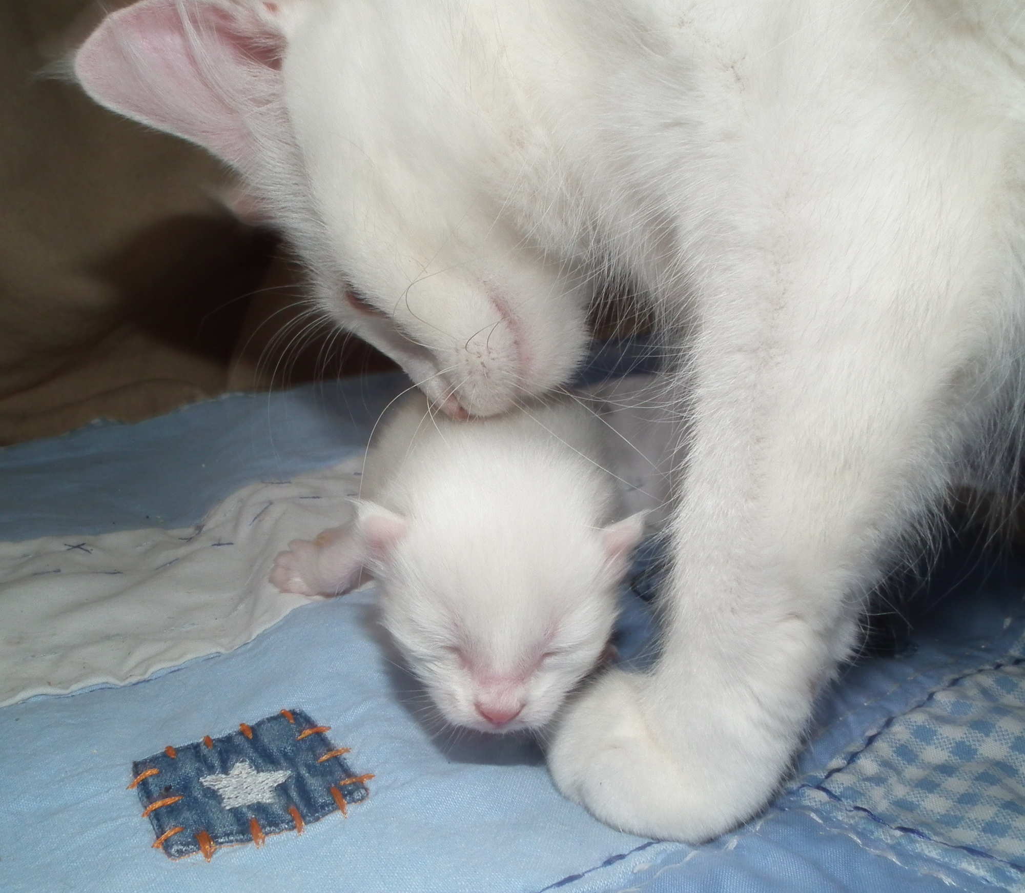 falling in love 1 week 1