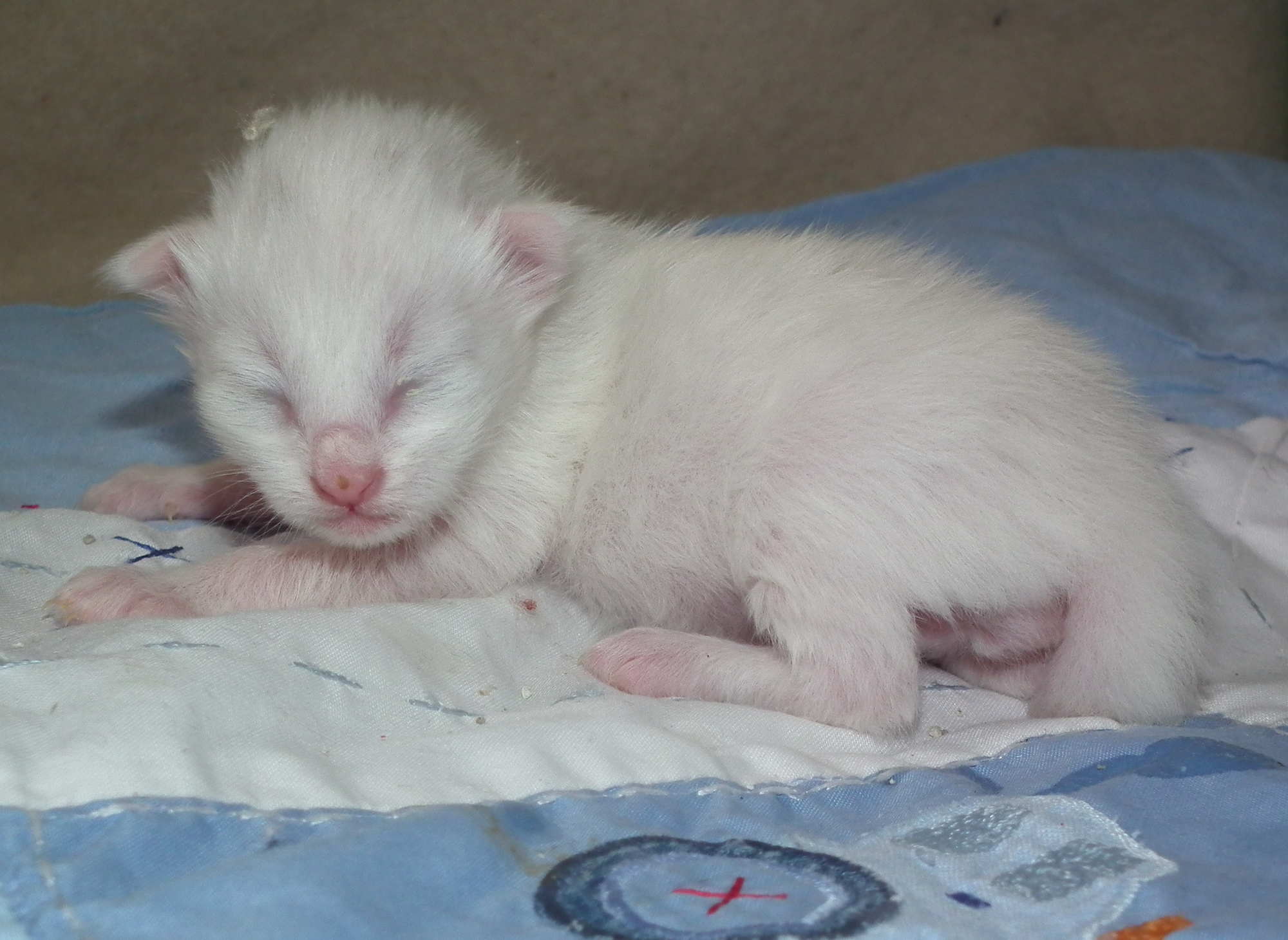 crazy little thing called love 1 week