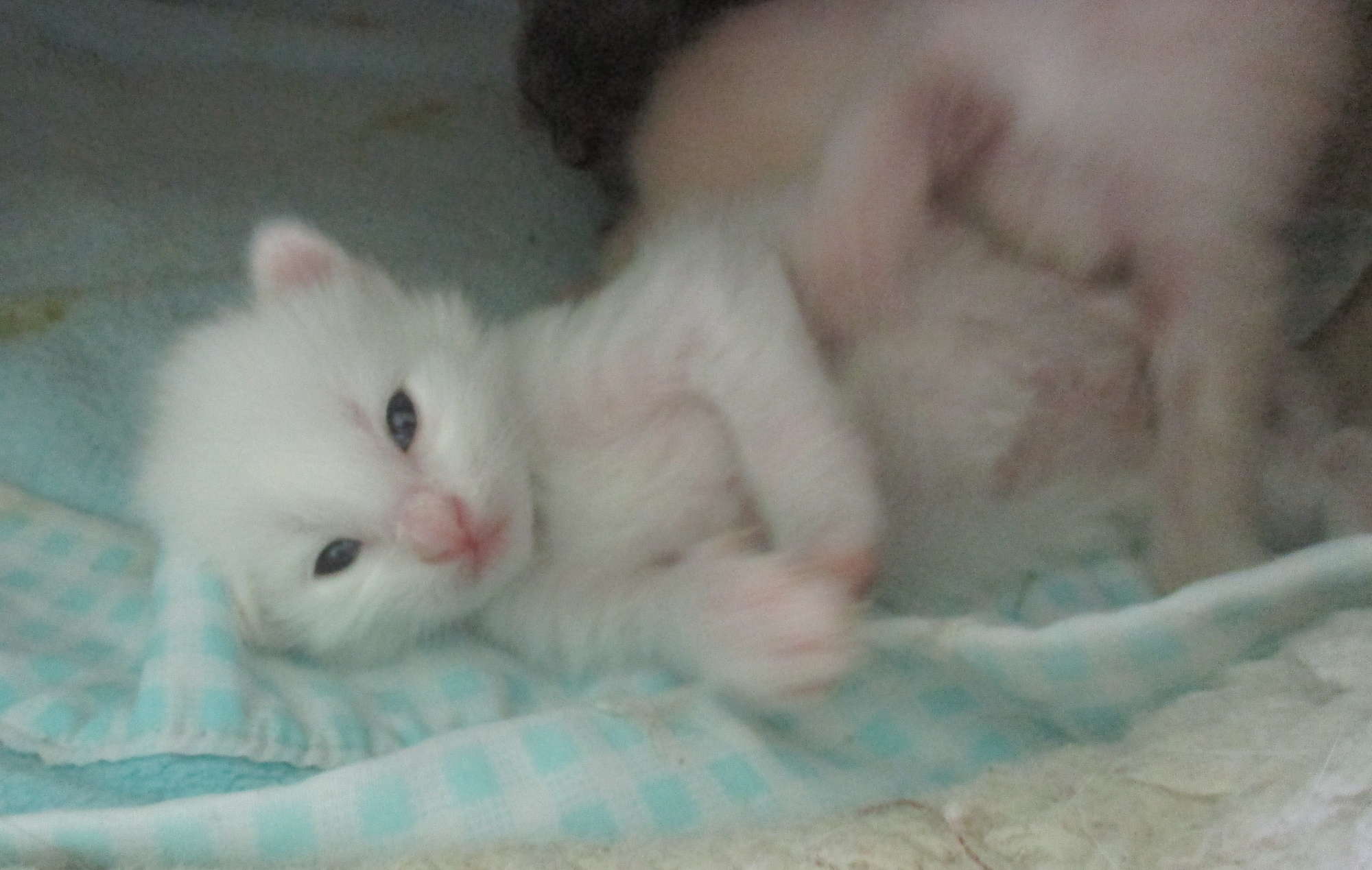 love me tender 2 weeks