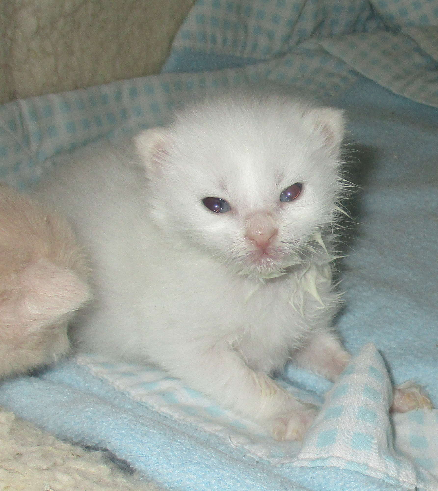 falling in love 2 weeks