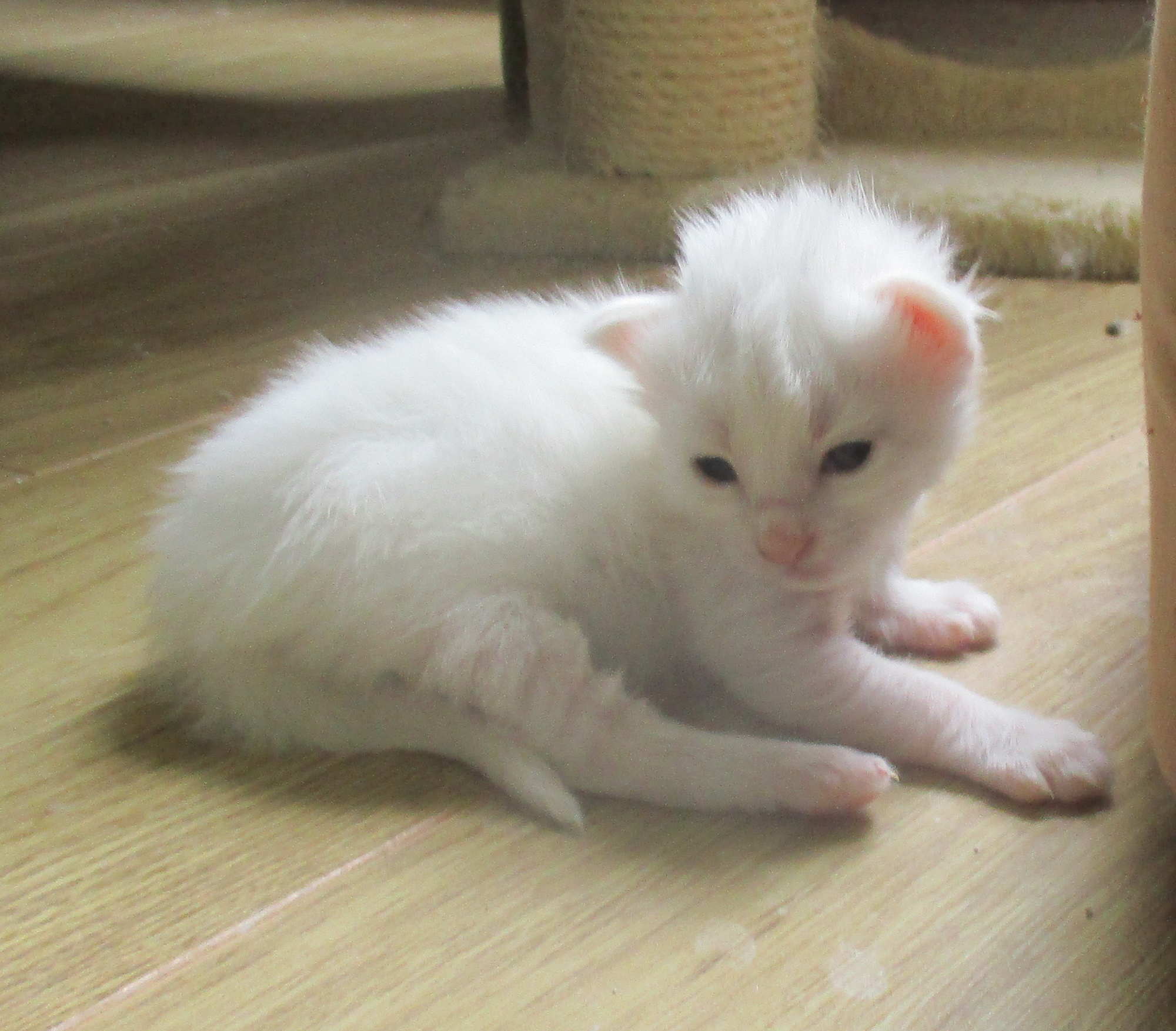 crazy little thing called love 2 weeks