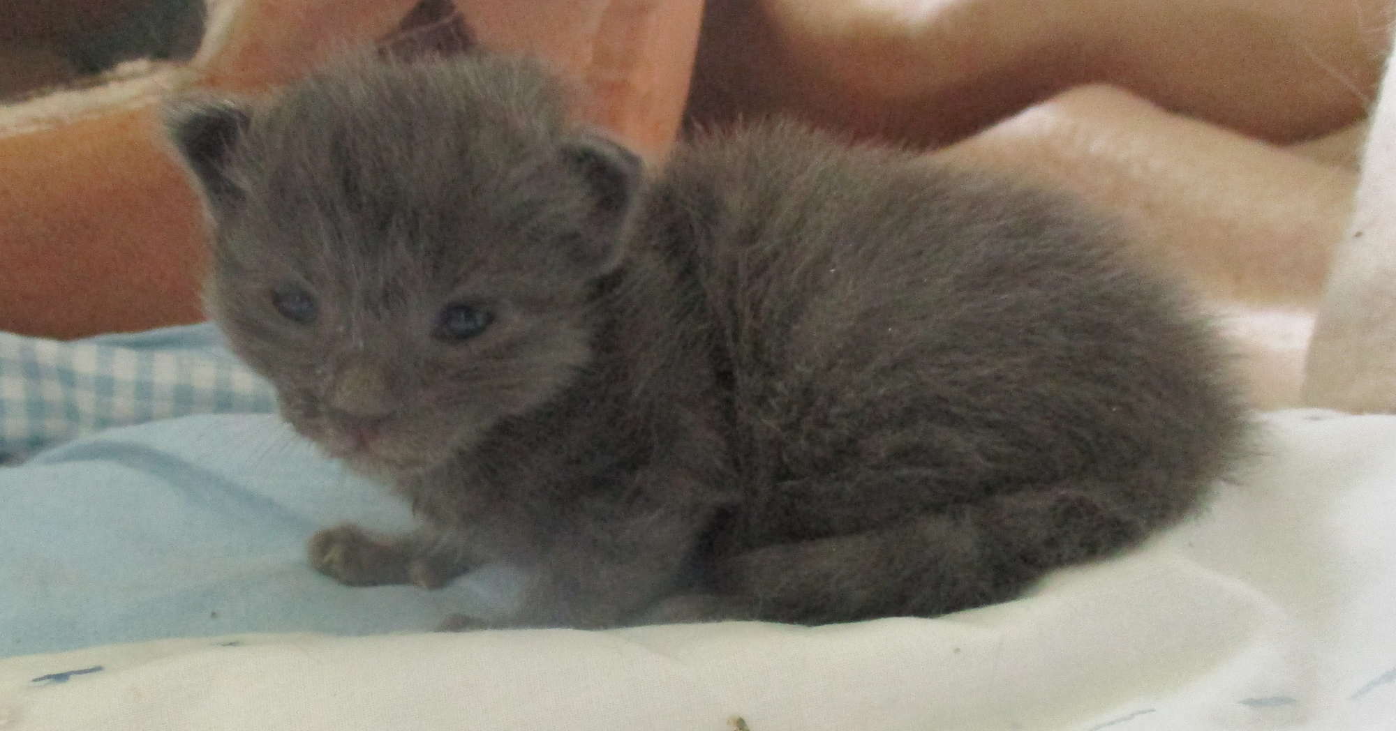 love is blue 2 weeks *