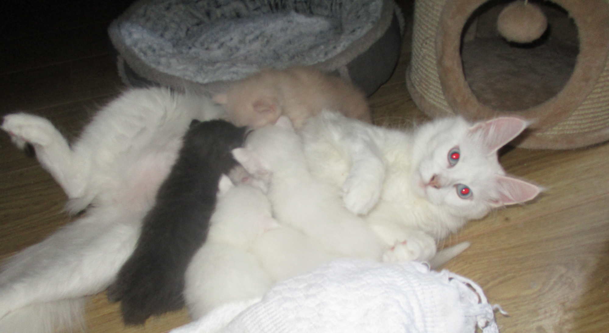 CRESTA WITH BABIES 13.5,17