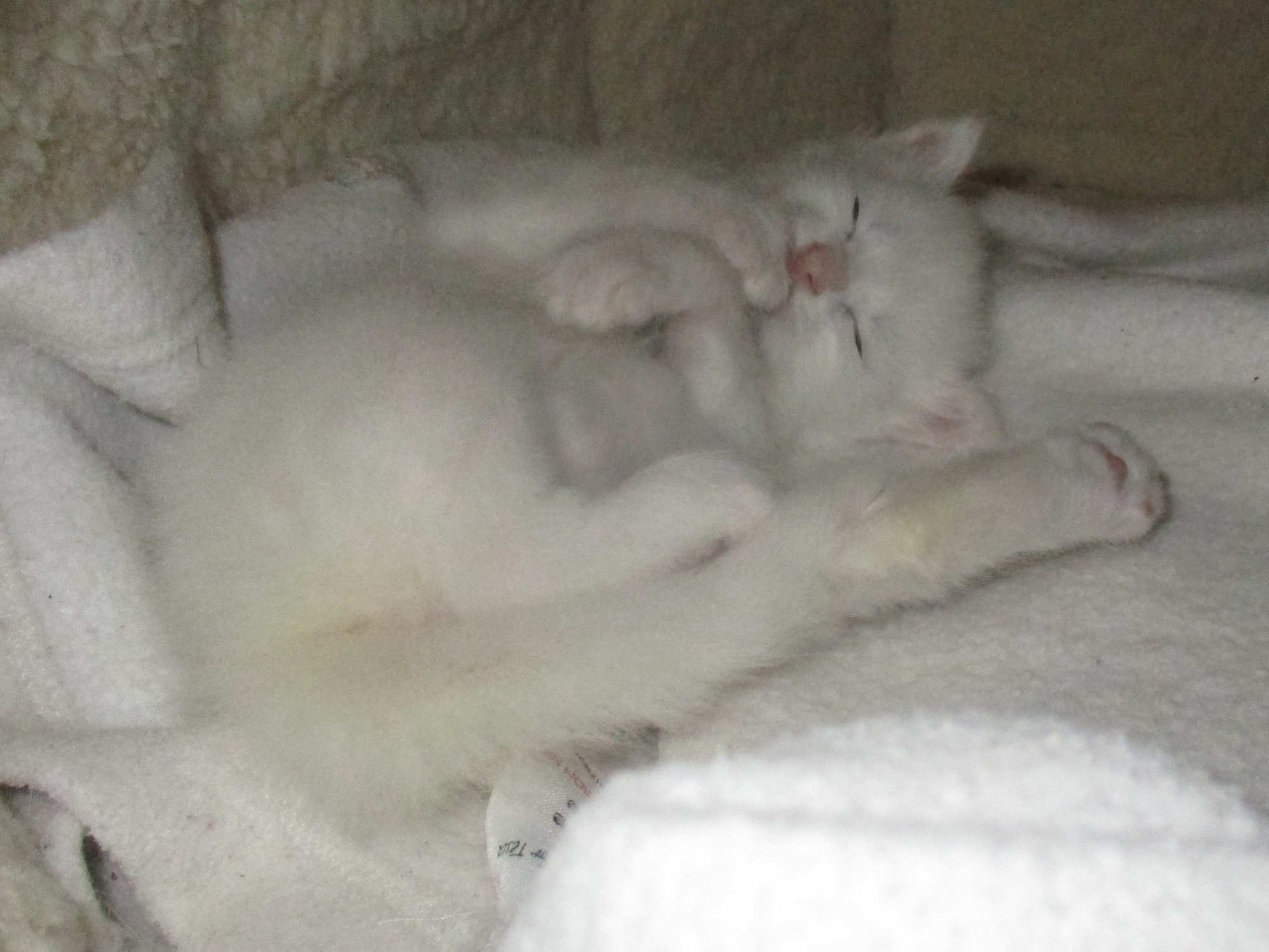 TIRED KITTEN 13.5.17