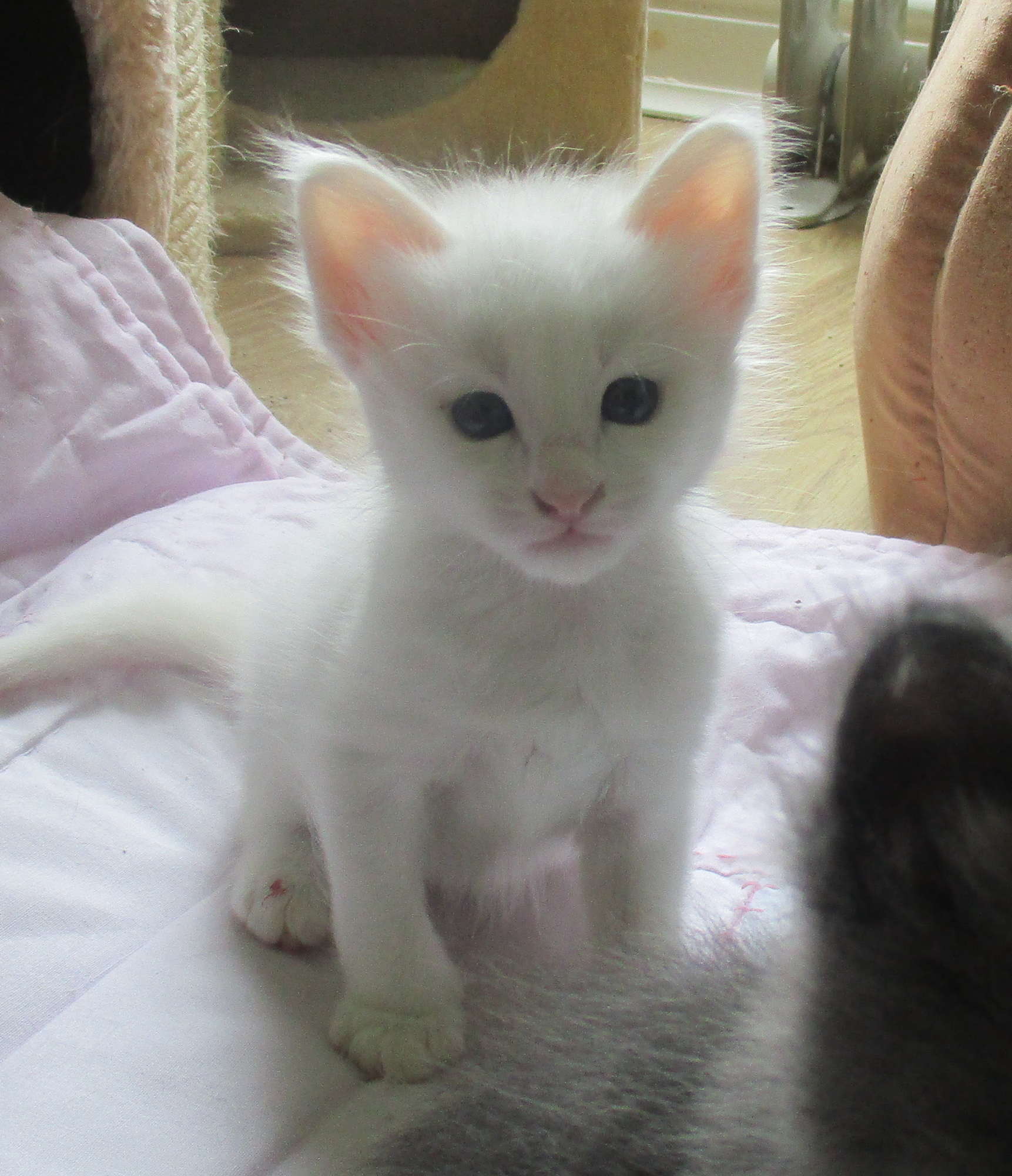 SNOW QUARTZ 4 WEEKS