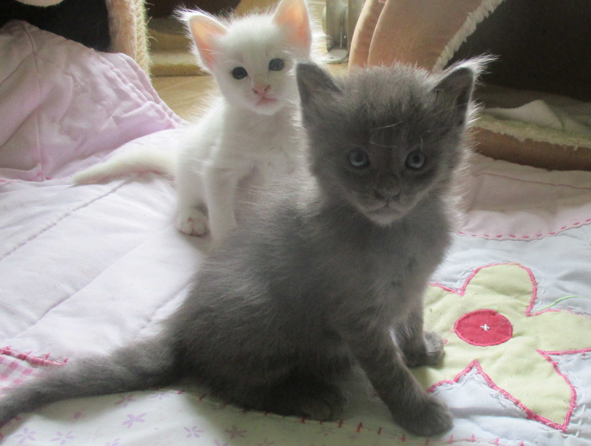 LAPIS LAZULI 4 WEEKS