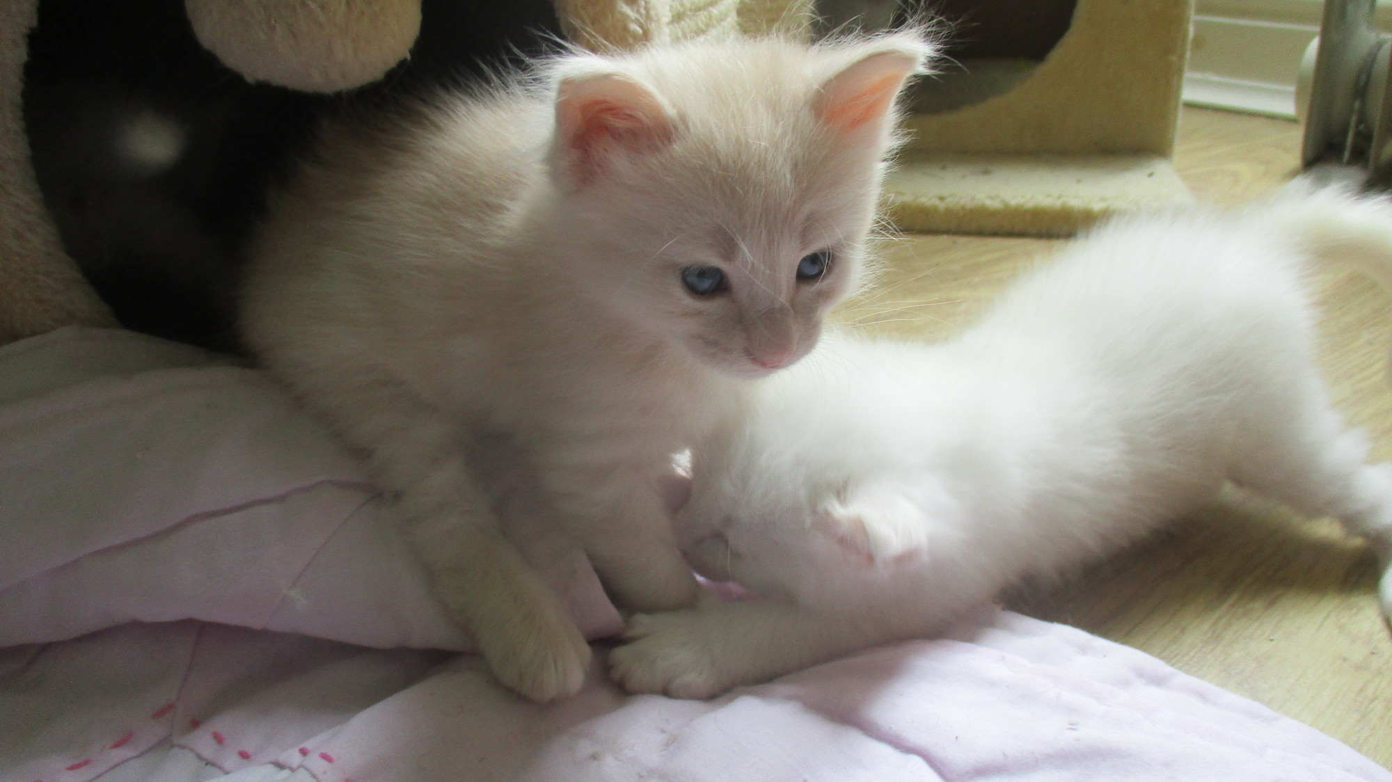 IMPERIAL TOPAZ 4 WEEKS 1