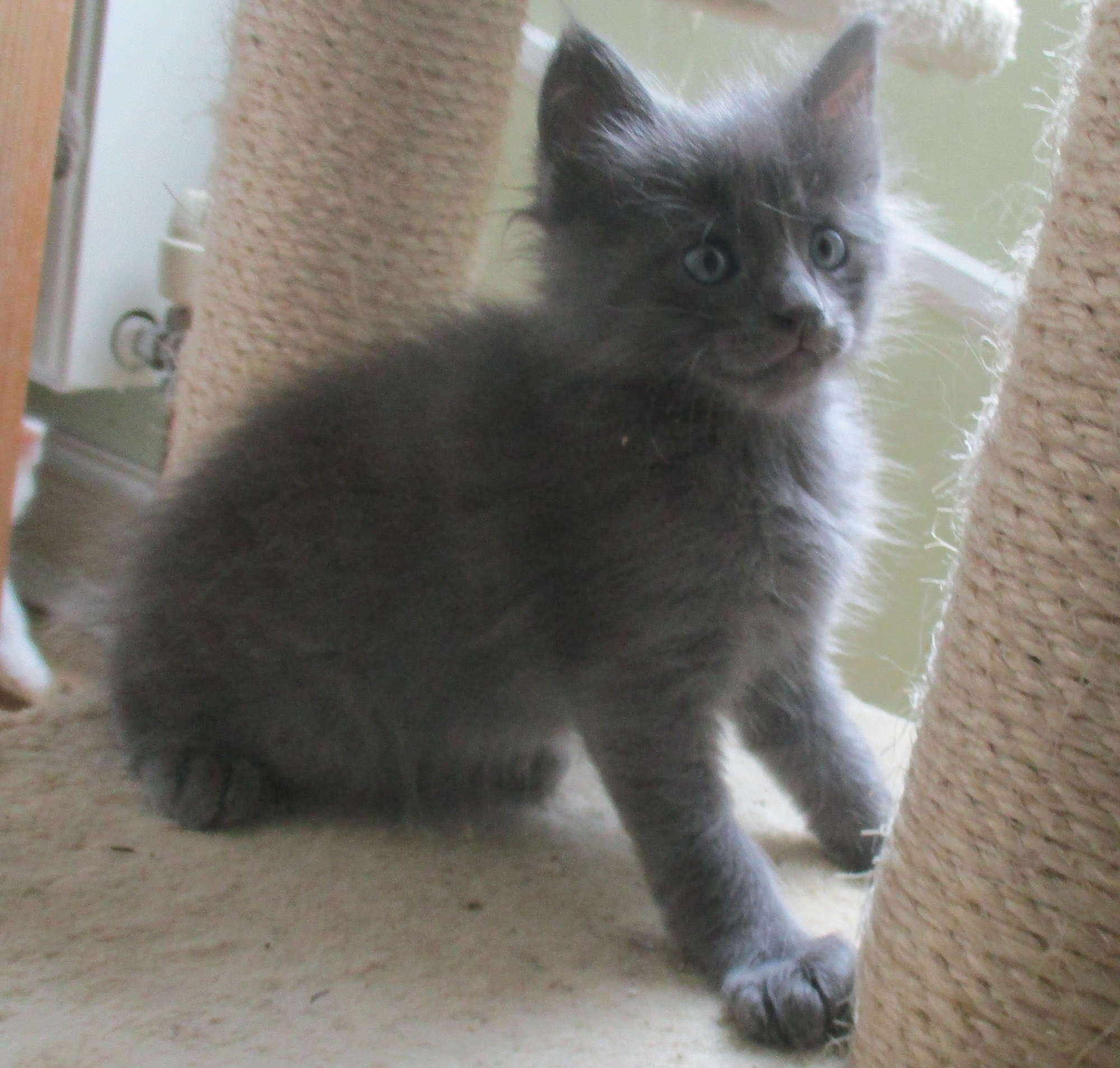 LAPIS LAZULI 5 WEEKS