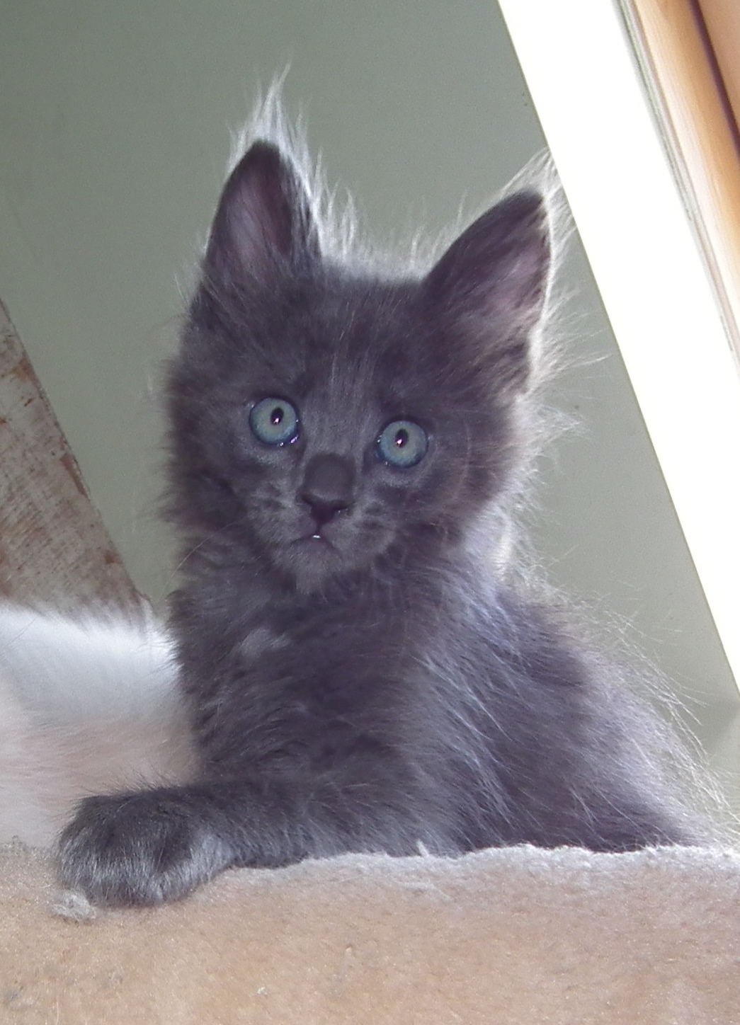 lapis lazuli 6 weeks