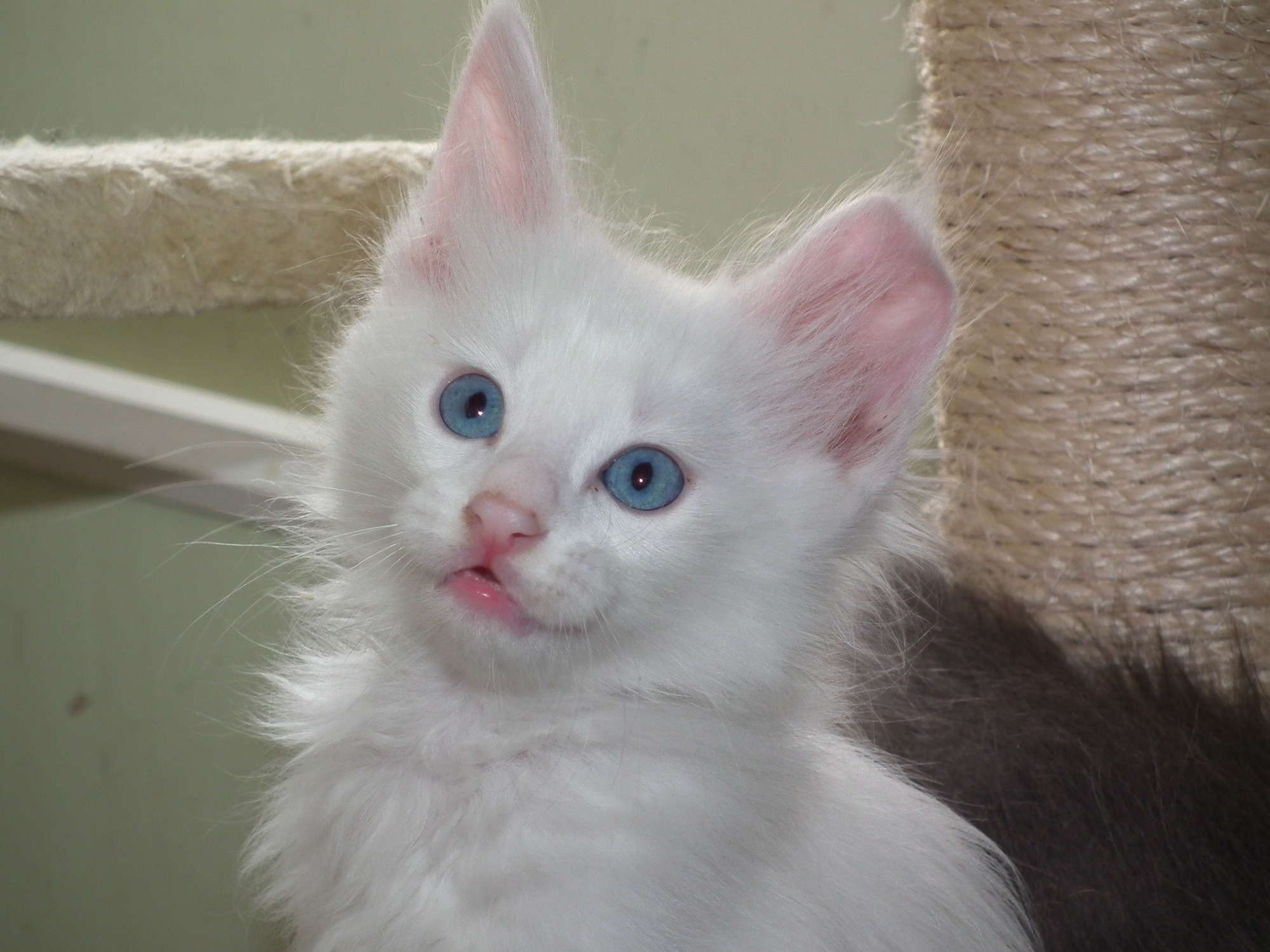 moonstone 6 weeks