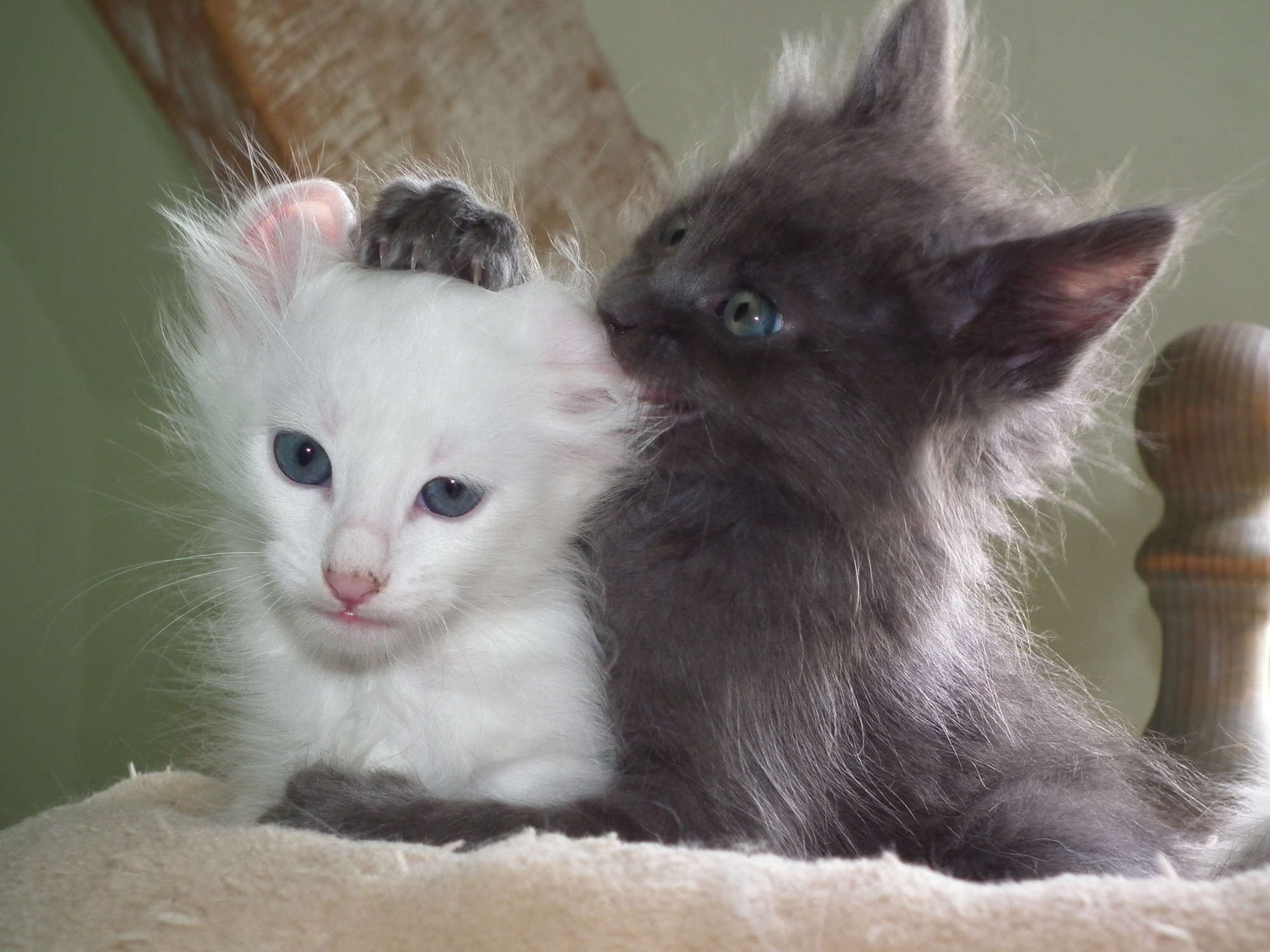 lapis and moonstone 6 weeks