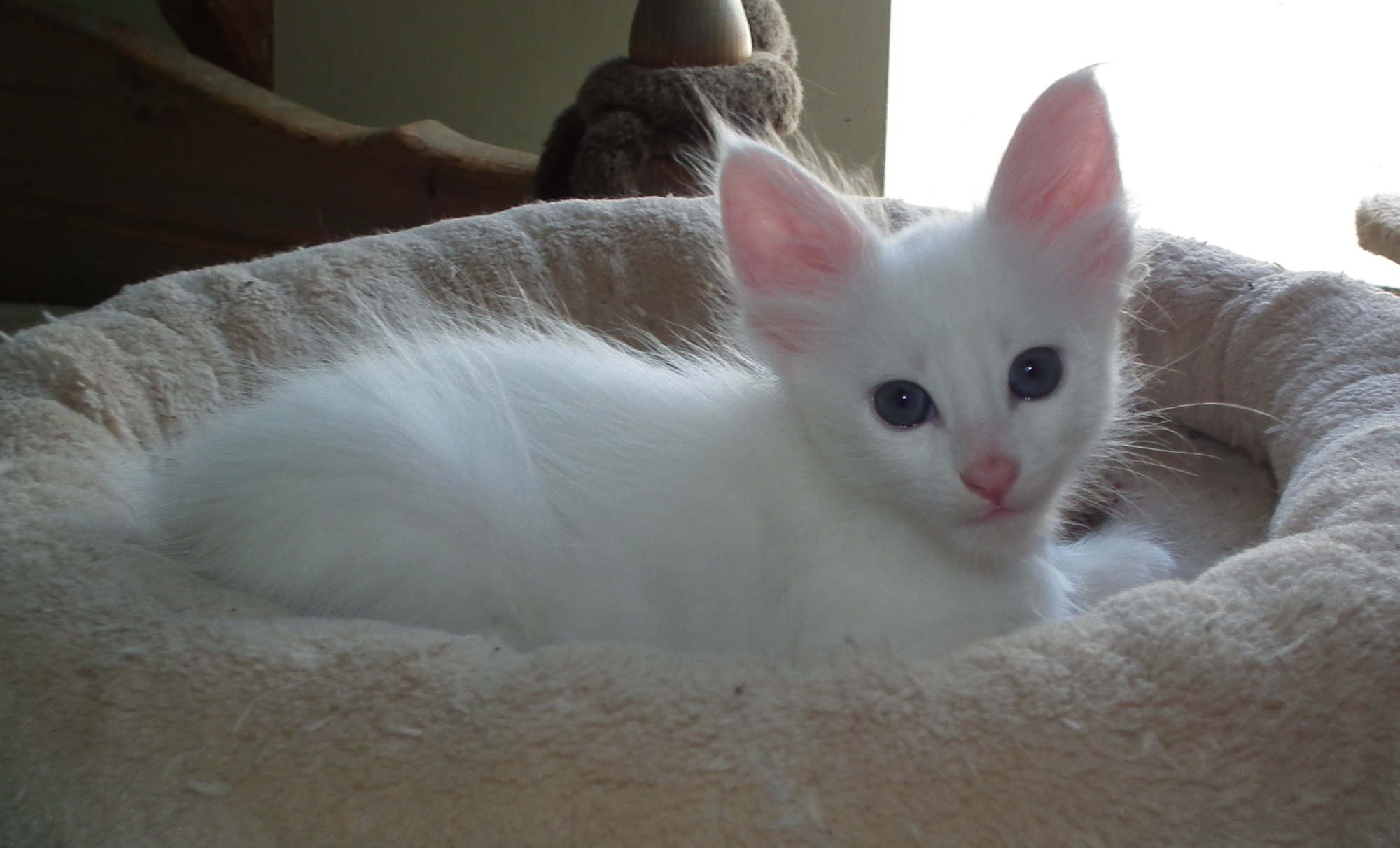 snow quartz 6 weeks 1