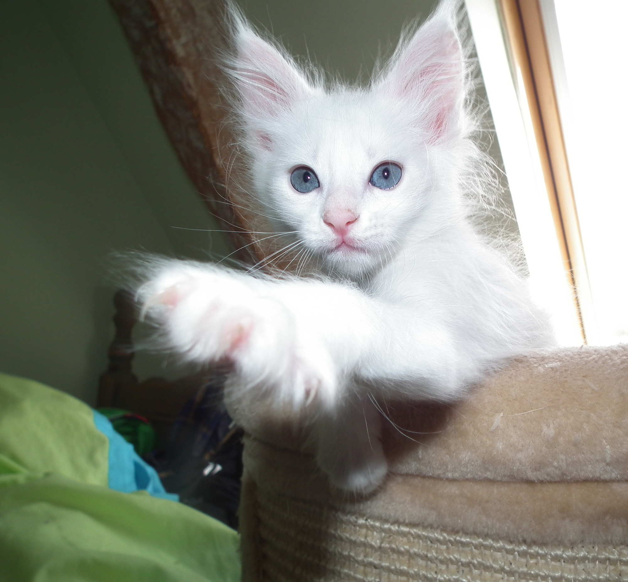 dolomite 7 weeks yes