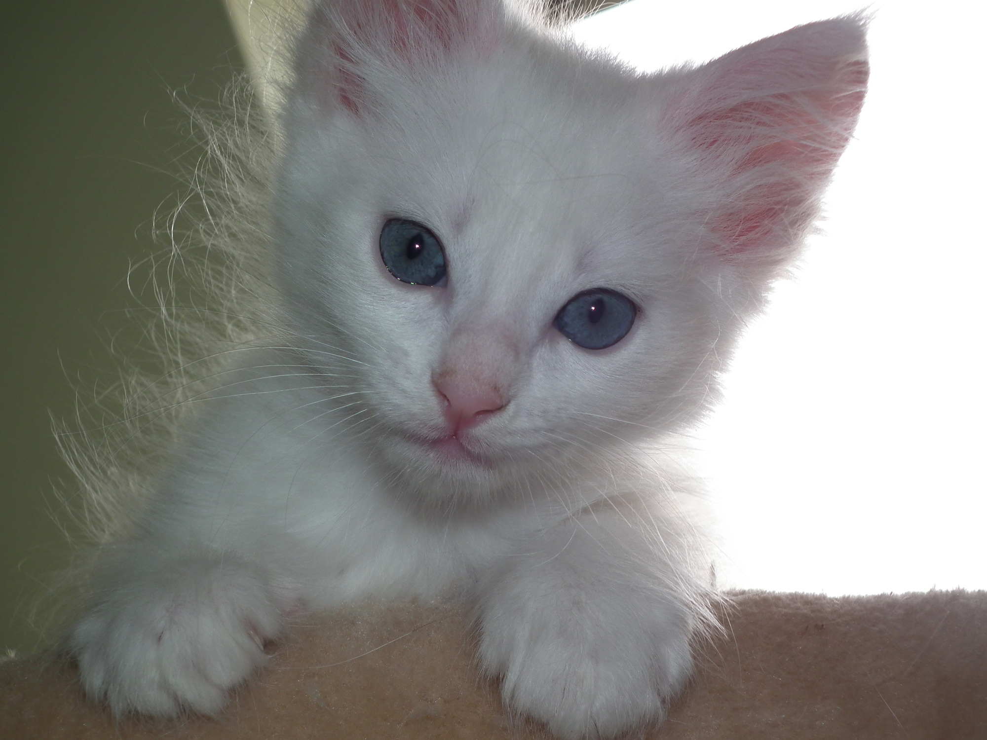 dolomite 7 weeks head