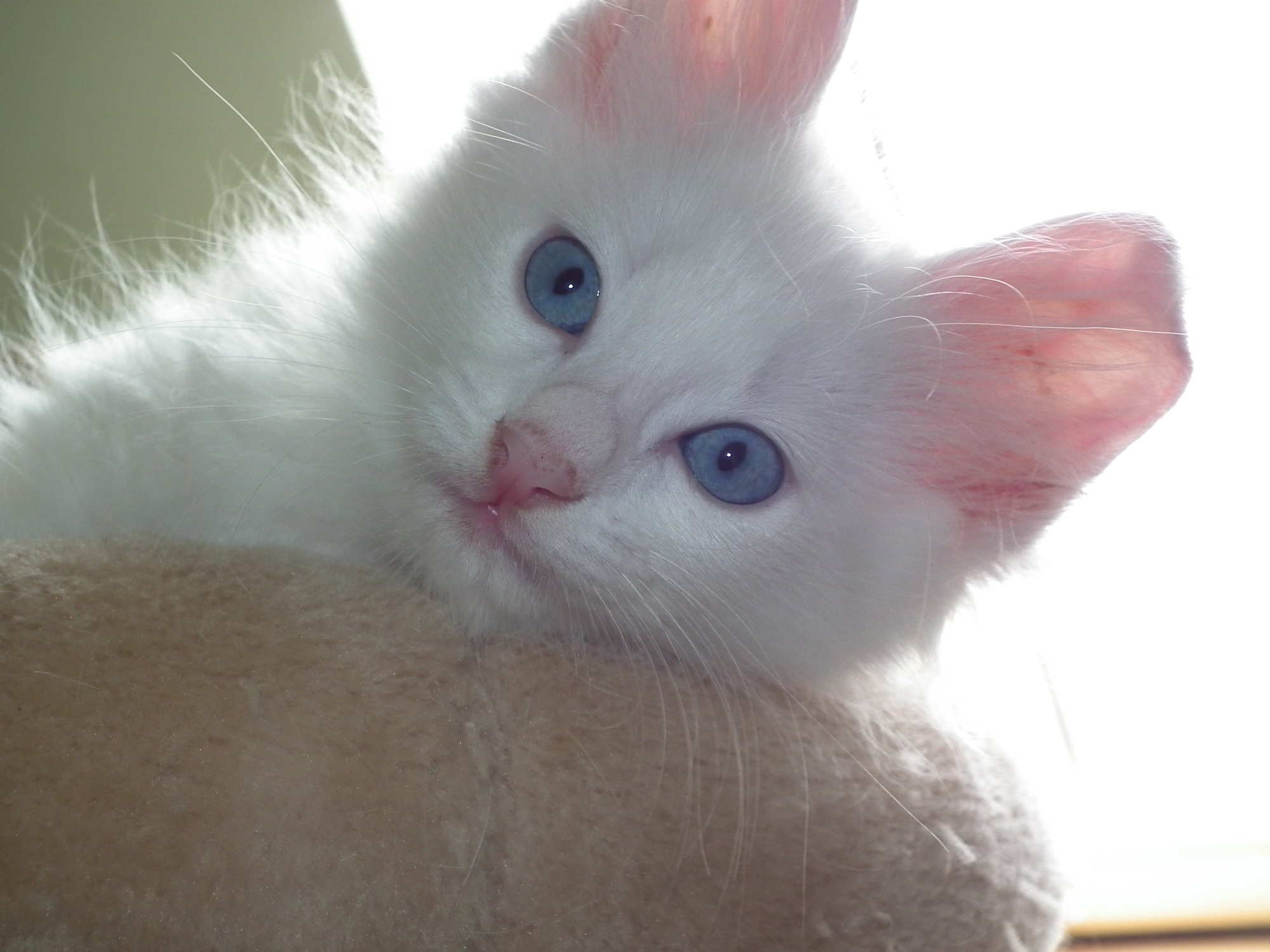 moonstoe 7 weeks head