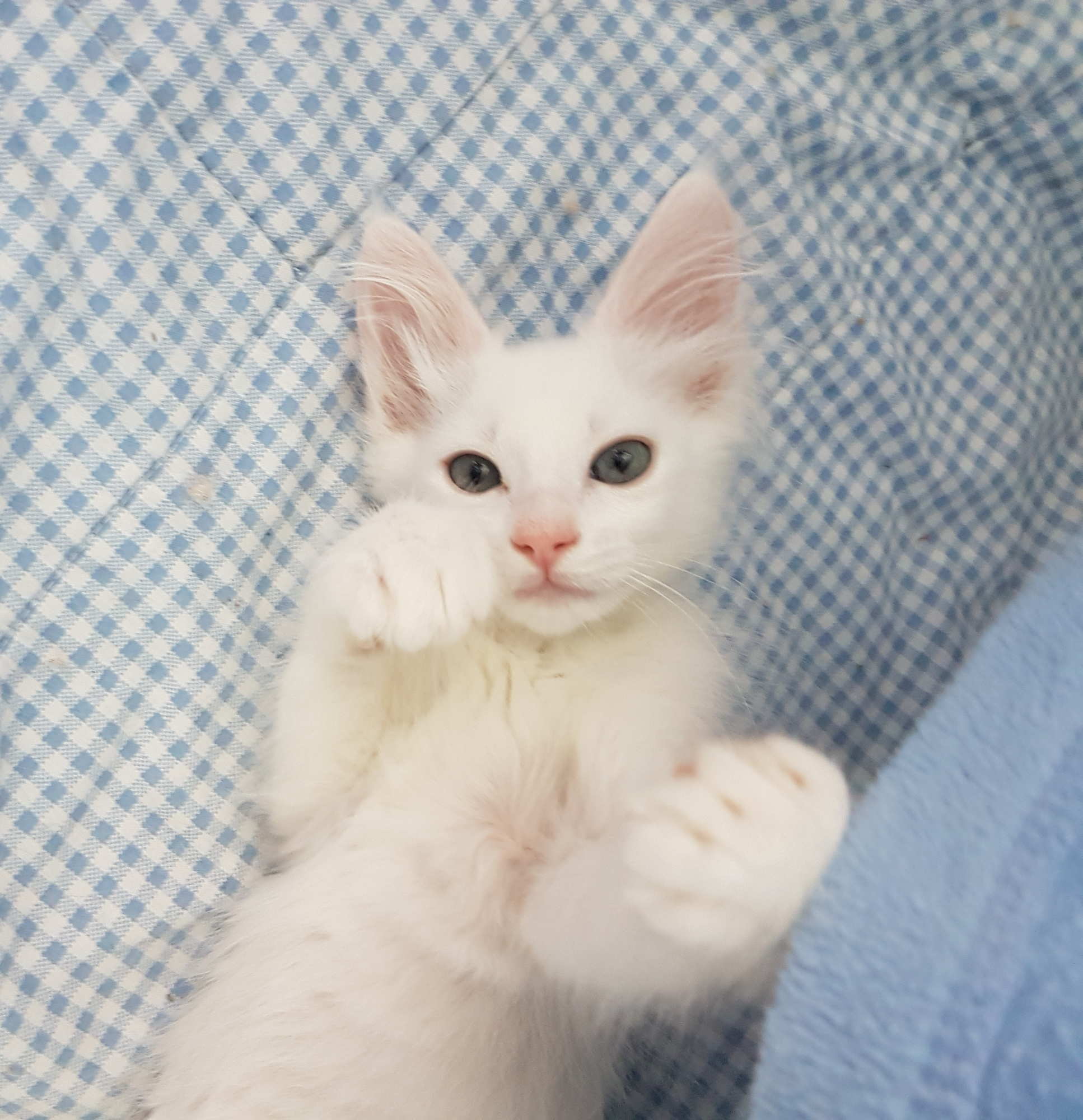 dolomite 9 weeks