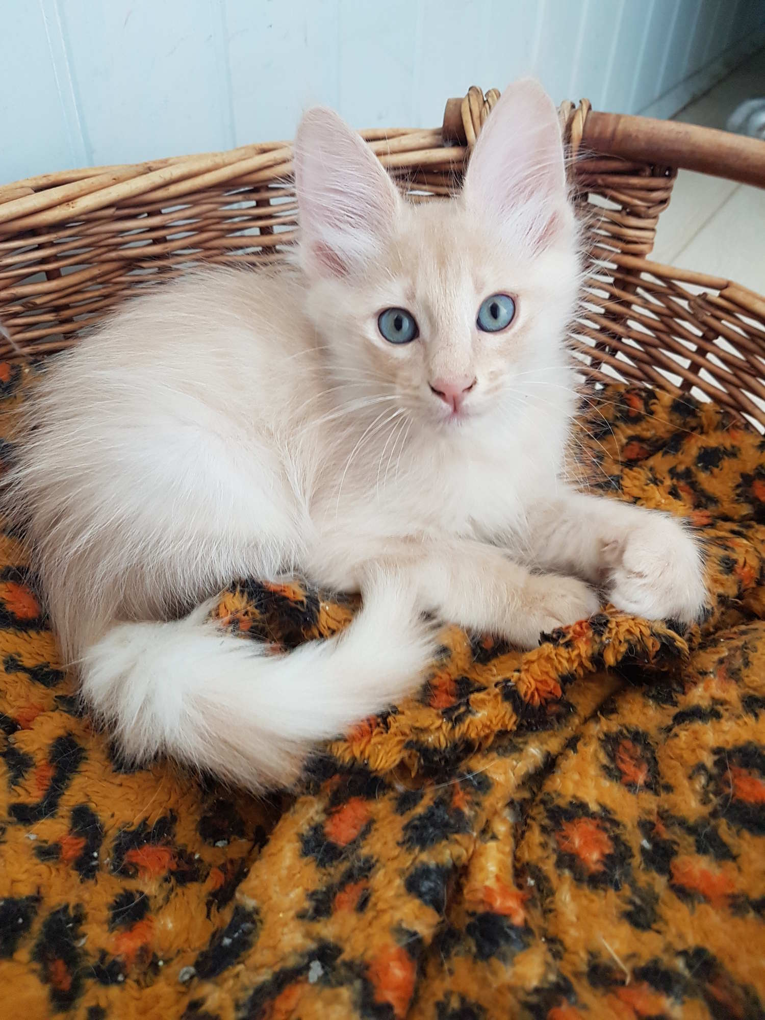 Topaz 9 weeks