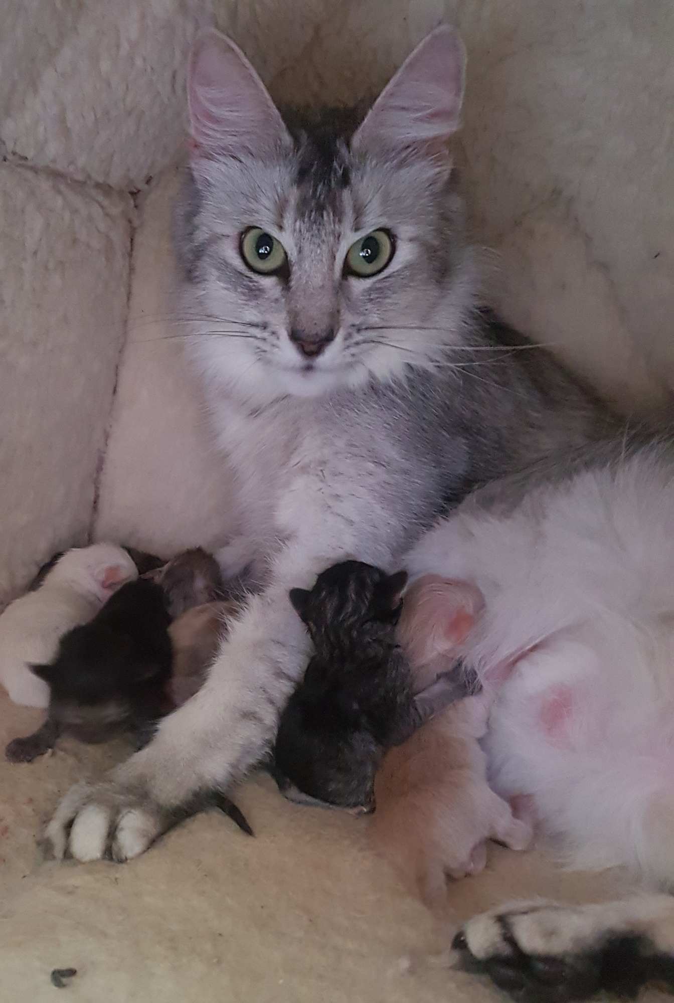 christie babies june2018