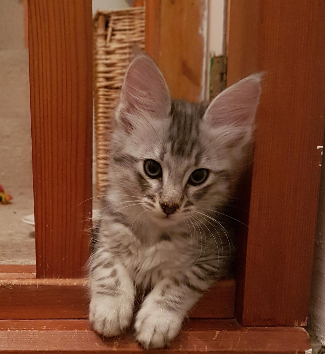 liadhnan8 weeks