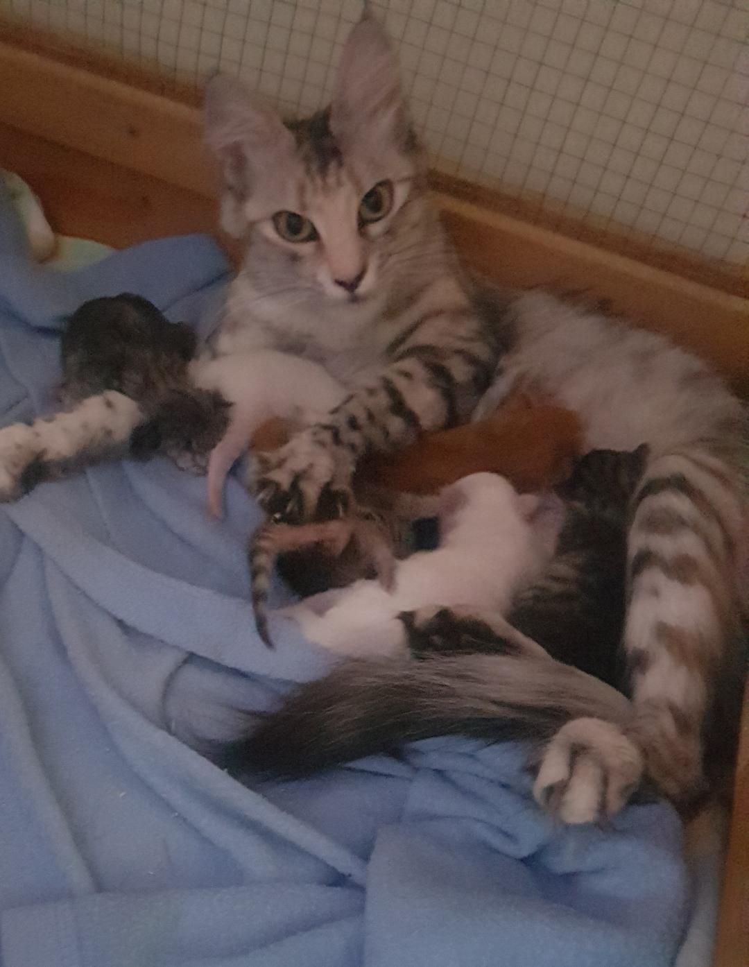 Holiday kittens 29.9.18