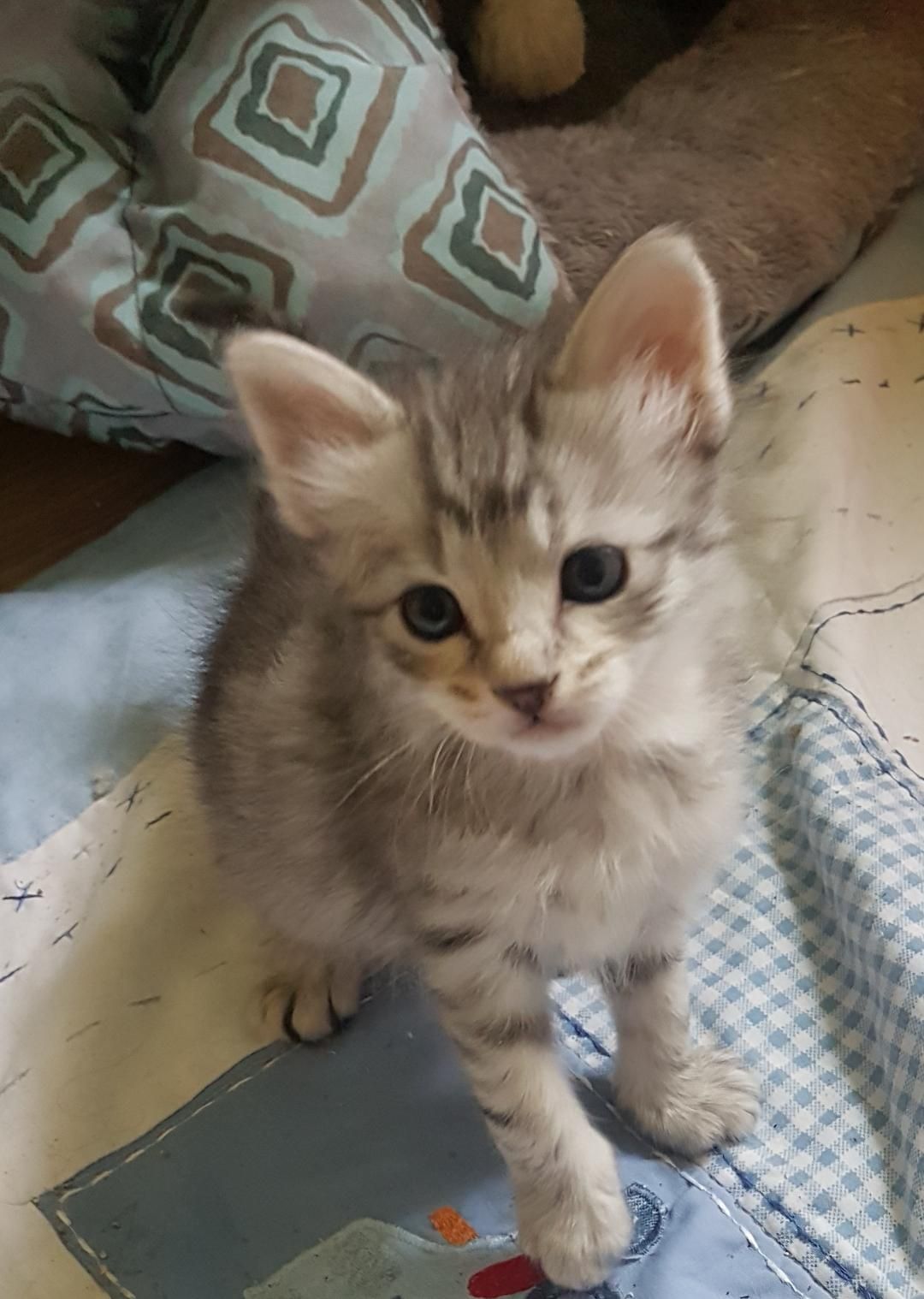 blackberry 4 weeks