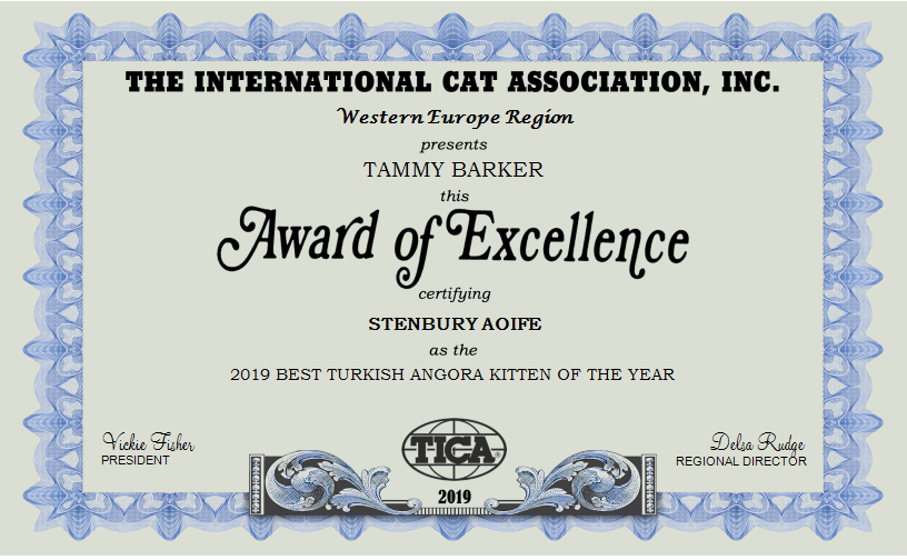 2019 BEST TURKISH ANGORA KITTEN OF THE YEAR