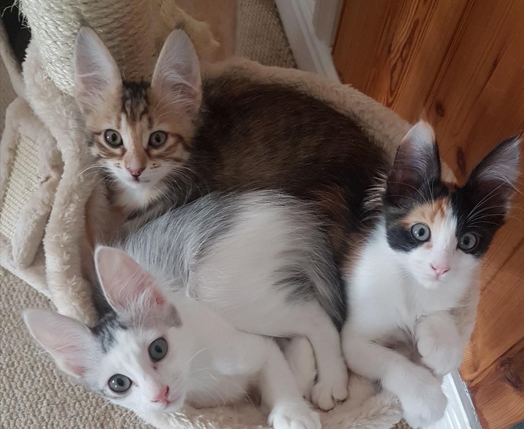 Smileys kittens 10 weeks 2019
