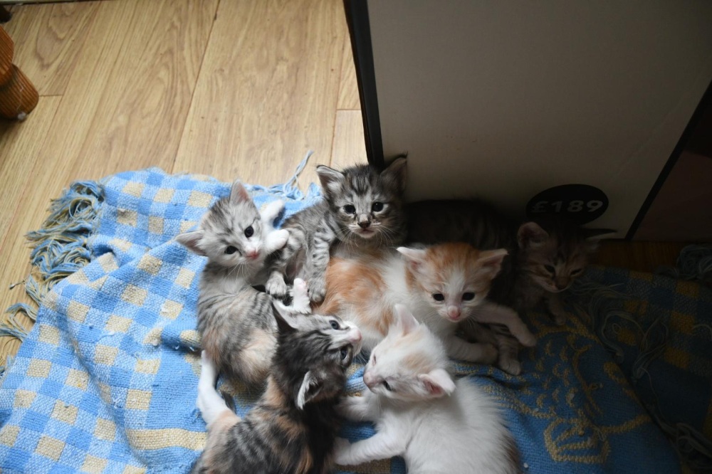 Alley kittens 3 weeks