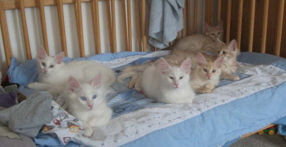 kittens 11 weeks