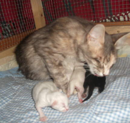 Phoebe and babies 2011
