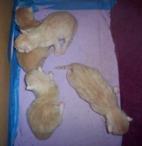 Kittens 1 week