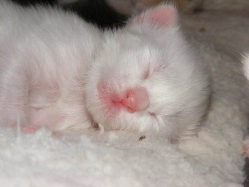 PHOEBES EASTER KITTENS 6 DAYS OLD 3