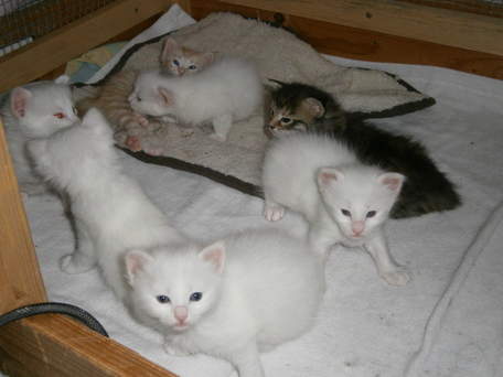 Phoebe's kittens 2012 3 weeks