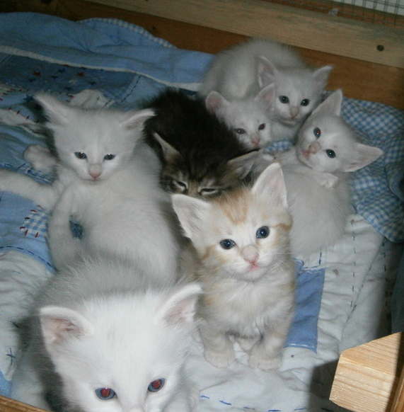 Ps kittens 2012 4 weeks