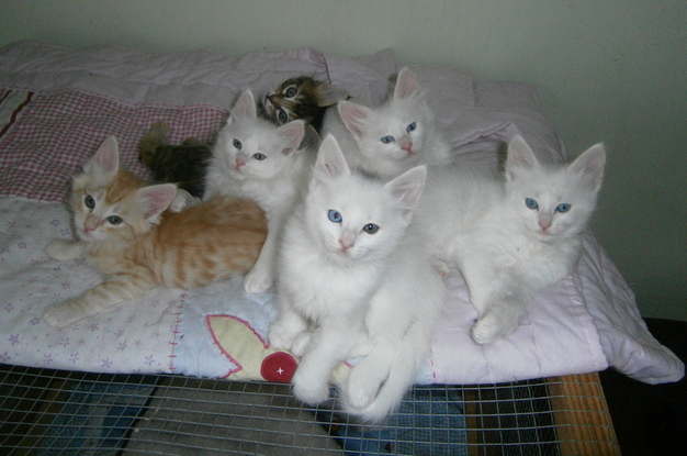 Ps kittens 2012 6 weeks