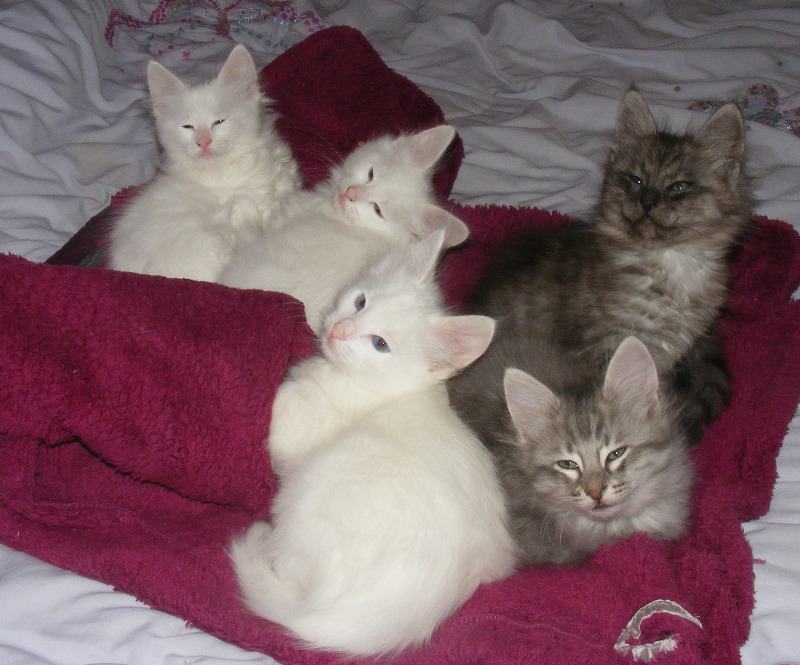 gal's kittens 8wks