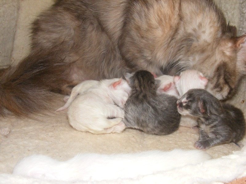 Phoebes kittens 07062013