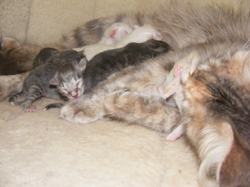 phoebes kittens 07062013 1