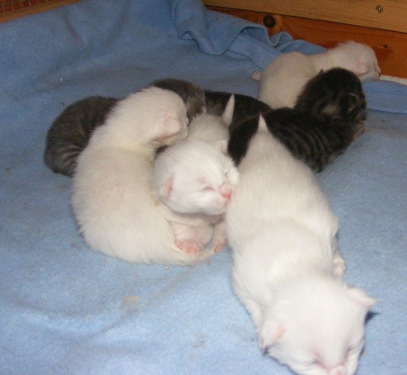 Phoebes kittens 7613 1 week