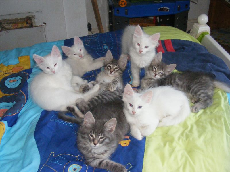 phoebe kittens 7613 9wks