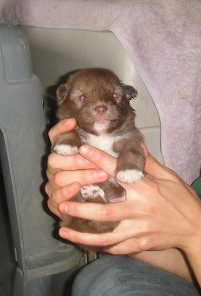 brown rommie puppy