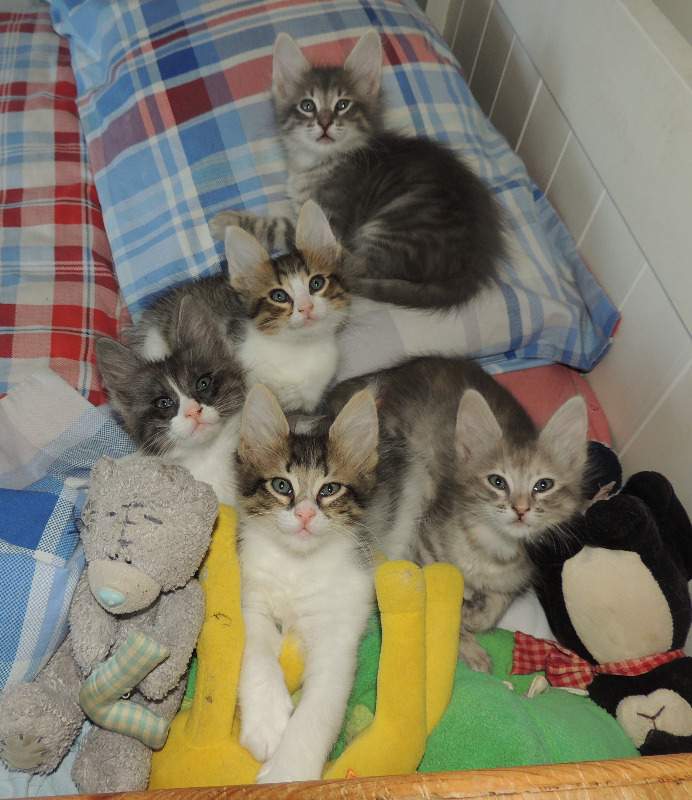 Batties kittens 7wks 2562014