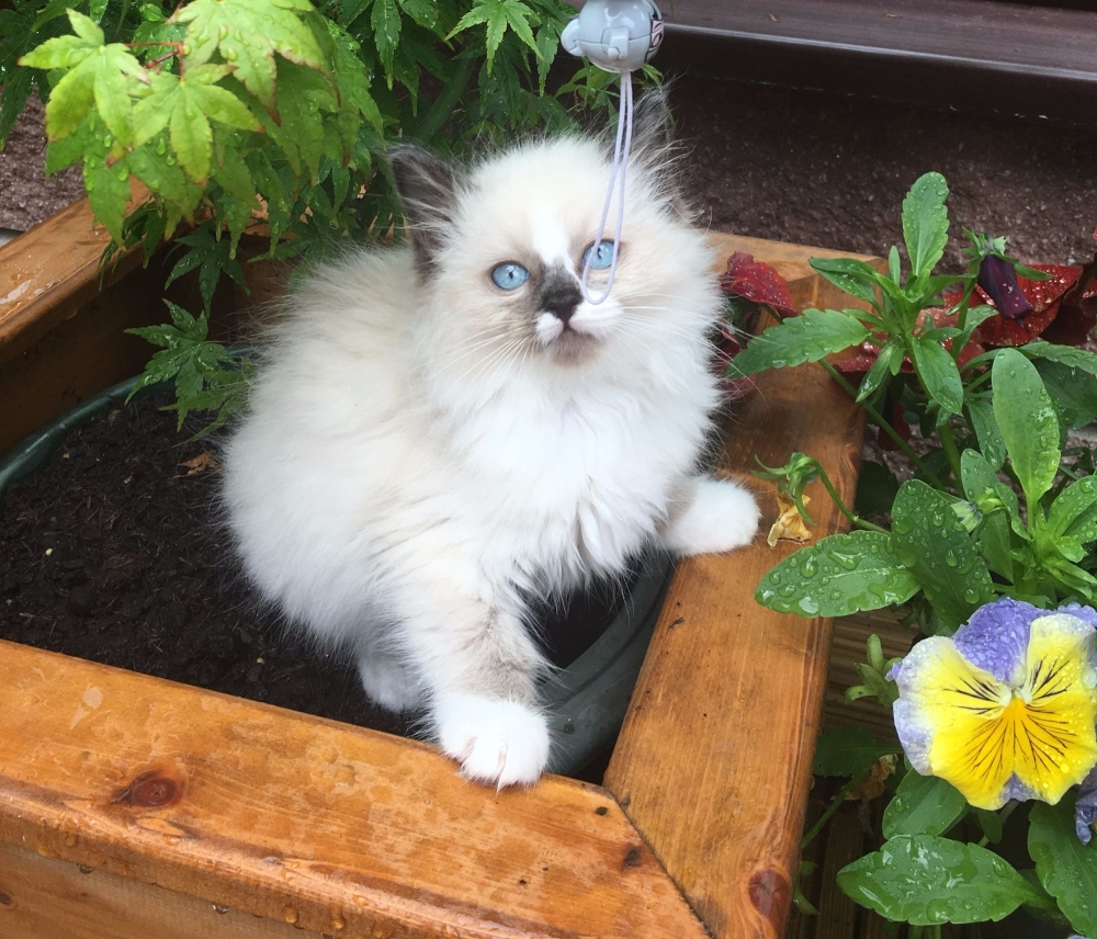 Seal mt girl in flowers