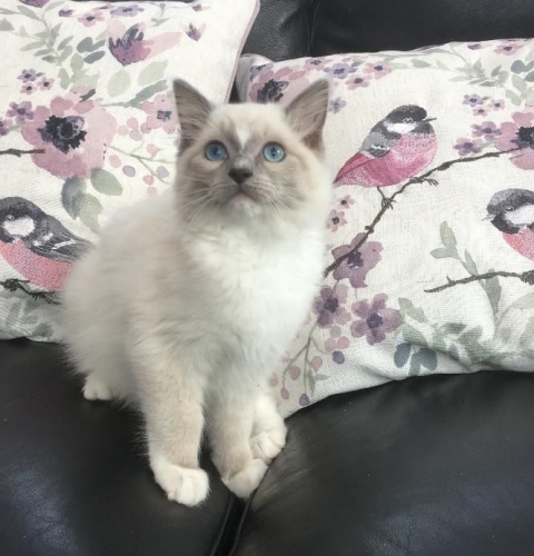 BLUE MITTED BOY WITH BLAZE 3