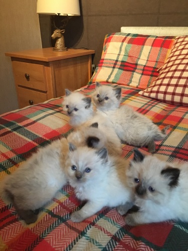 honeys kittens 2 (sept)