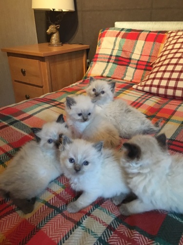 Honeys kittens 1 (Sept) Honeys kittens 1 (Sept)