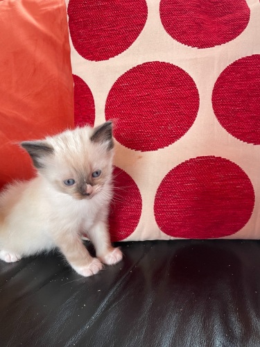 Lunas mitted boy with blaze Lunas mitted boy with blaze